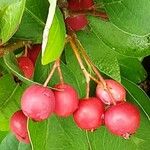 Cotoneaster multiflorus फल