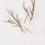 Poa infirma Habitus