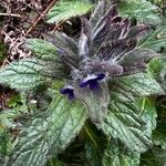 Ajuga orientalis Hoja