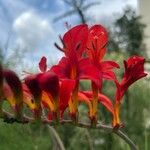 Crocosmia paniculata Flower