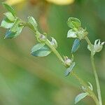 Lysimachia minima その他の提案