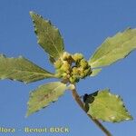Euphorbia davidii Máis