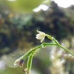 Polystachya cultriformis Цвят