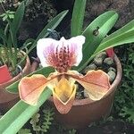 Paphiopedilum spp. Fleur