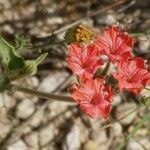 Nyctaginia capitata Flower