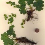 Alchemilla heteropoda 整株植物