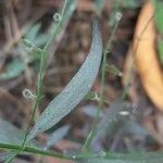 Andrographis paniculata Blad