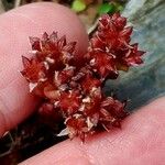 Sedum atratum Fruit