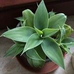 Agave attenuataपत्ता