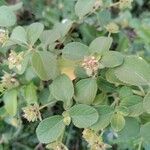 Lantana involucrata Vaisius