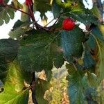 Sorbus intermedia Leaf