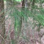 Allocasuarina torulosa Blad