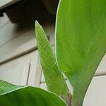 Hedychium gardnerianum ᱵᱟᱦᱟ