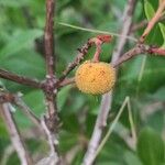 Arbutus × andrachnoides Vili