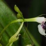 Epidendrum paniculatum Blomma