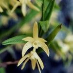 Dendrobium crassifolium Blomma