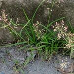 Eragrostis unioloides Habitat