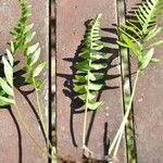 Polypodium californicum Hoja