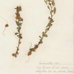 Cuscuta epithymum Diğer