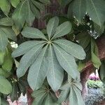 Schefflera macrostachya Hoja