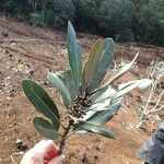 Pycnandra carinocostata Habit