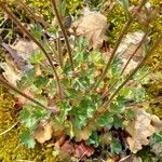 Saxifraga granulata Hoja