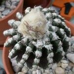 Discocactus horstii Flower