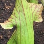 Sarracenia purpurea Lehti