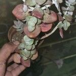 Crassula cordata Hostoa