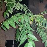 Ailanthus altissima Folio