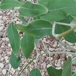 Salvia discolor Feuille