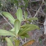 Pittosporum croceum Leaf