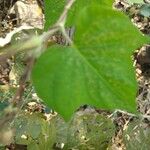 Ipomoea nil Feuille