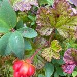 Rubus chamaemorus Fruit