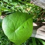 Stephania japonica Leaf