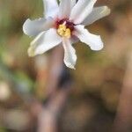 Moringa peregrina Blomst