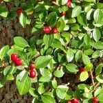 Cotoneaster divaricatus Плод