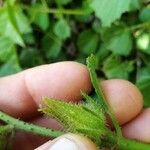 Hibiscus diversifolius Owoc