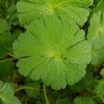 Geranium pyrenaicumFulla