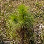 Pinus elliottii Folha