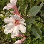 Rhododendron maddenii Flower