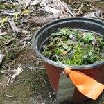 Specklinia microphylla Altul/Alta