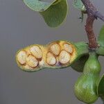 Xylopia katangensis Fruto