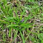 Hyacinthoides non-scripta Flower