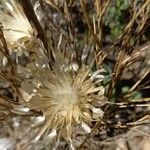 Rhaponticum coniferum Fruchs