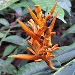 Heliconia longiflora Fruit