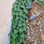 Ipomoea obscura Συνήθη χαρακτηριστικά