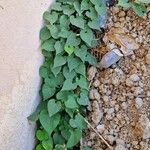 Ipomoea obscura Habit