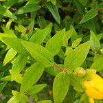 Hypericum patulum Levél