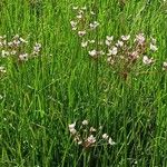 Butomus umbellatus Blüte